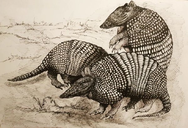 Gürteltiere